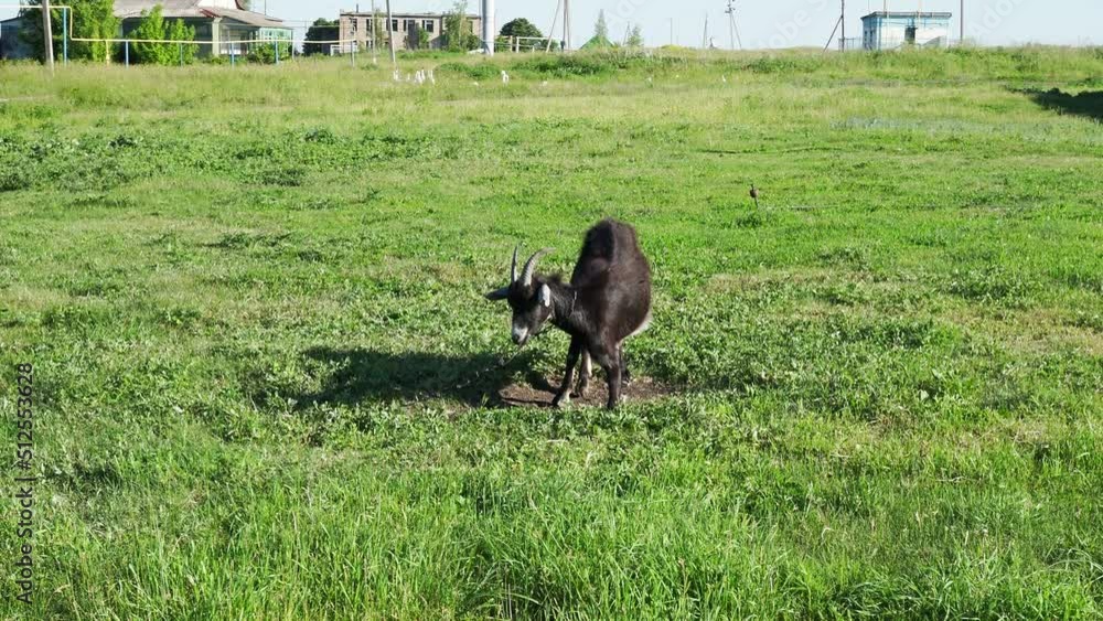 A cute feeding goat in gray and orange color grazing in the meadow. A cute feeding goat in gray and orange color grazing in the meadow.