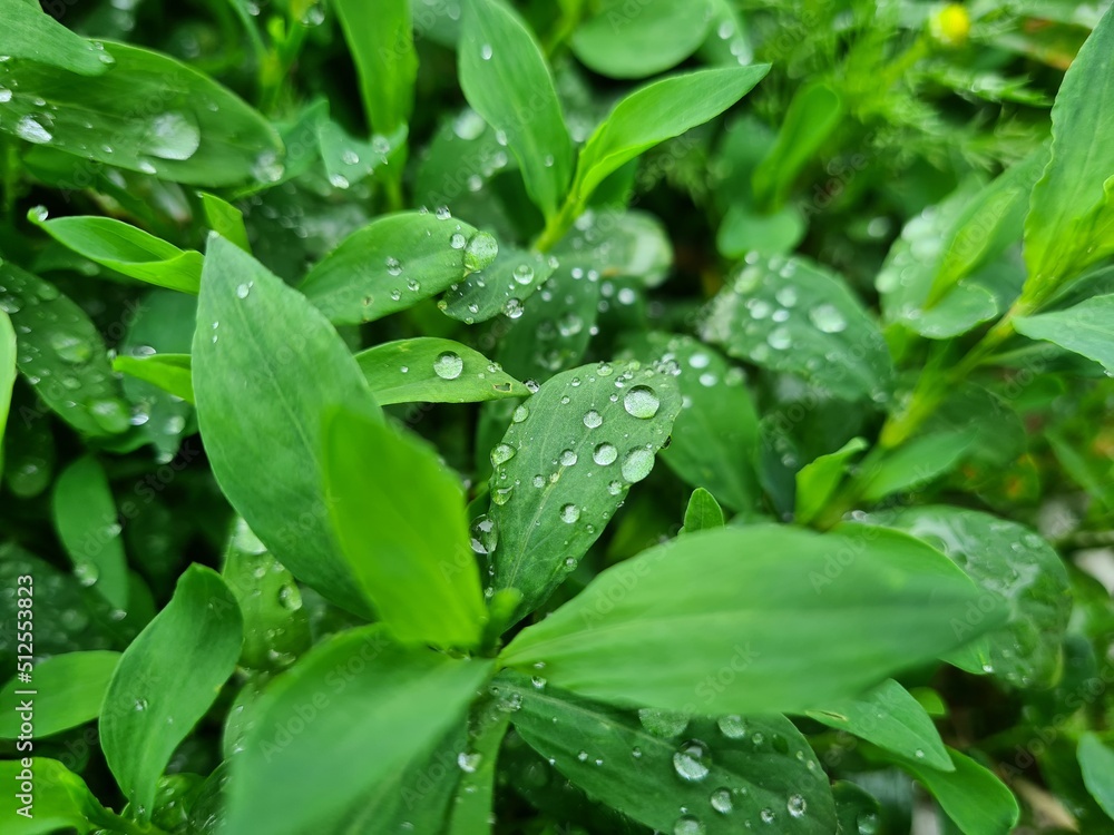 rain drops on a leaf rain drops on a leaf
