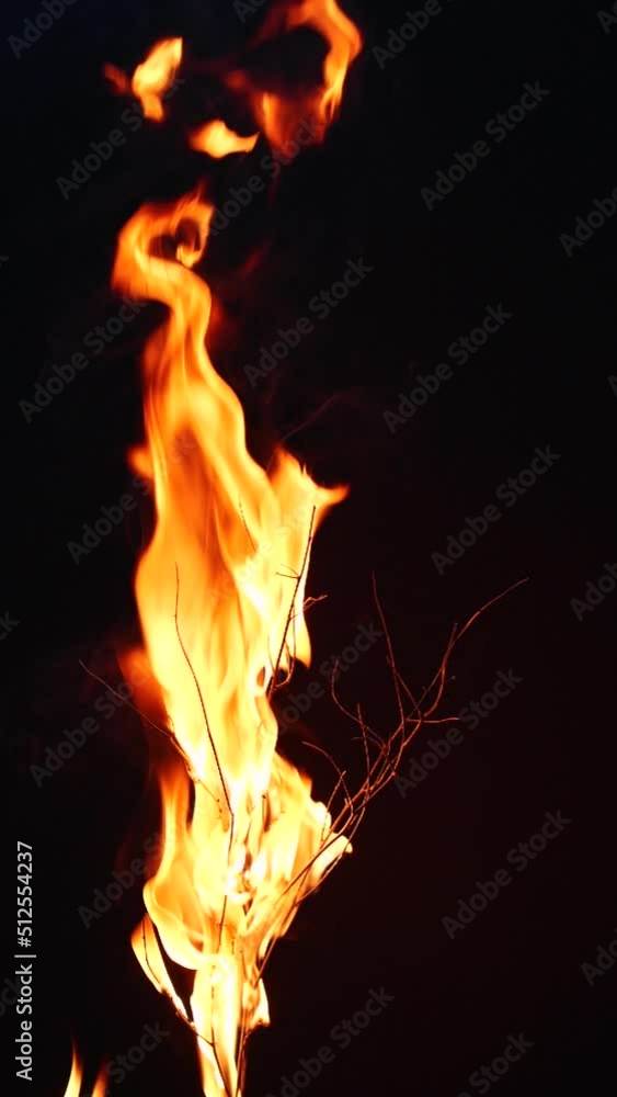 Super slow motion of real burning tree, close-up fire flame on black background