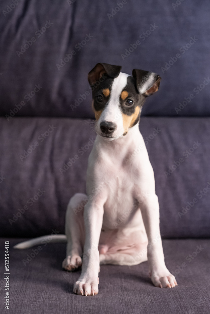 A vertical shoot of a puppy of Bodeguero siting on a couch and looking at camera. Is a spanish dog breed. A vertical shoot of a puppy of Bodeguero siting on a couch and looking at camera. Is a spanish dog breed.