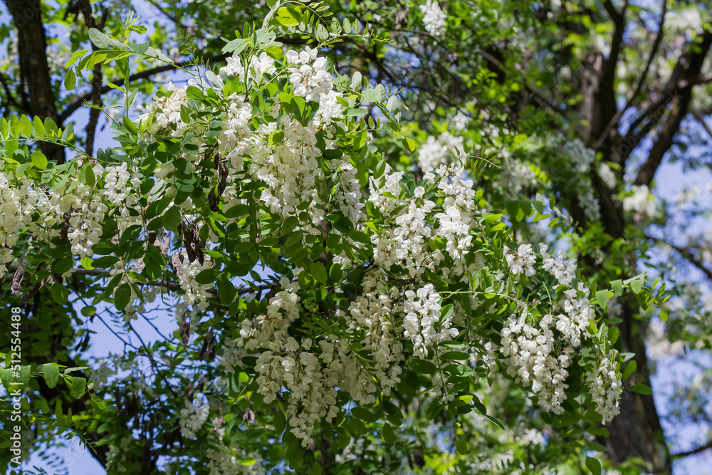 Branch of the blooming old locust tree on blurred background Branch of the blooming old locust tree on blurred background