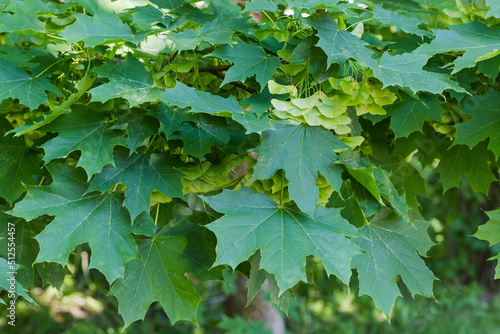 Foto Branch of maple with green leaves and unripe winged seeds