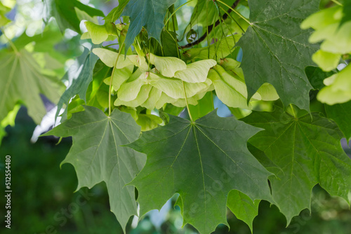 Unripe winged seeds of maple among the green leaves