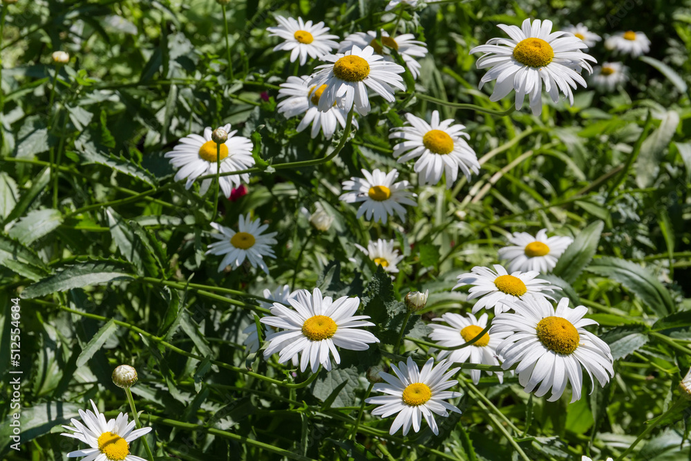 Fototapeta premium Bush of the flowering oxeye daisy close-up