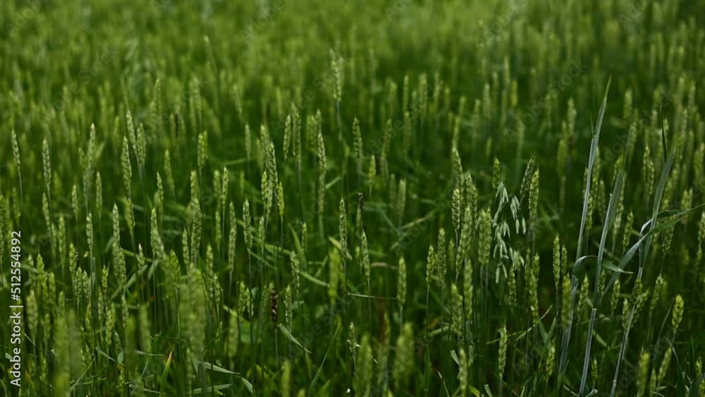 Ripening green wheat field at sunset background. Spikelets of wheat with grain shakes the wind. The grain harvest ripens in the summer. Agricultural business concept. organic wheat. Green ears. Ripening green wheat field at sunset background. Spikelets of wheat with grain shakes the wind. The grain harvest ripens in the summer. Agricultural business concept. organic wheat. Green ears.