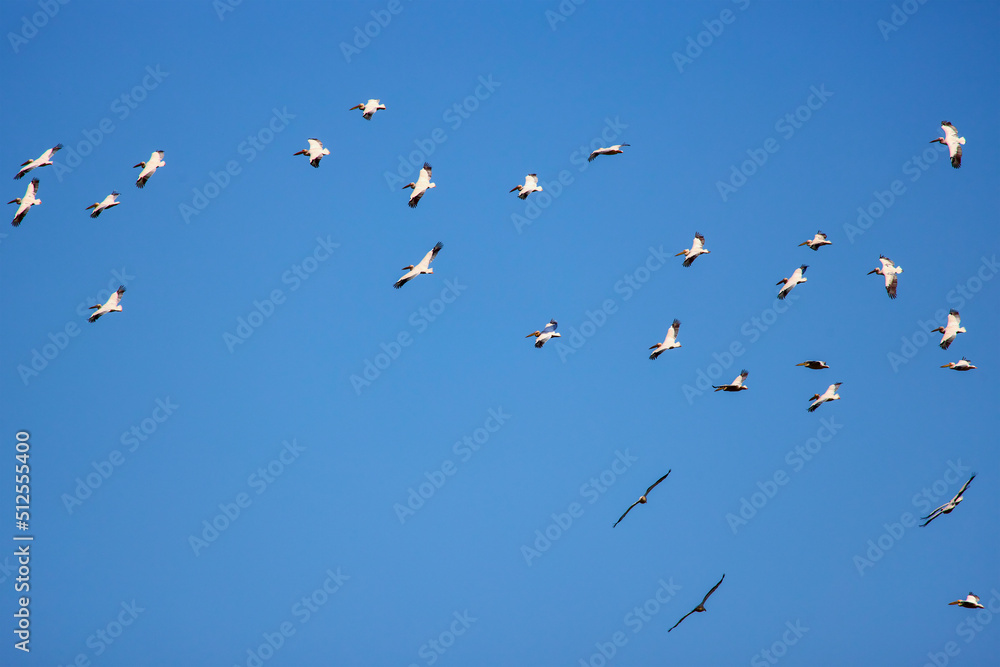 Images with pelicans from the natural environment, Danube Delta Nature Reserve, Romania. Images with pelicans from the natural environment, Danube Delta Nature Reserve, Romania.