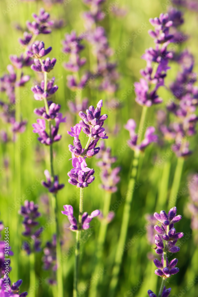 Lavender bush blossoming closeup. Selective focus
Lavender bush blossoming closeup. Selective focus