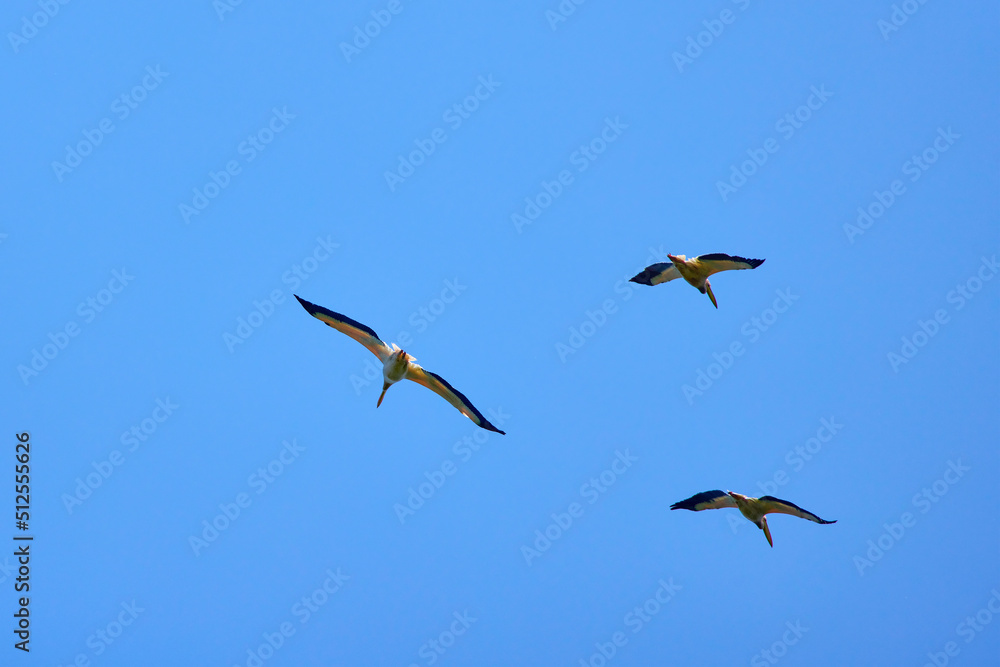Images with pelicans from the natural environment, Danube Delta Nature Reserve, Romania. Images with pelicans from the natural environment, Danube Delta Nature Reserve, Romania.