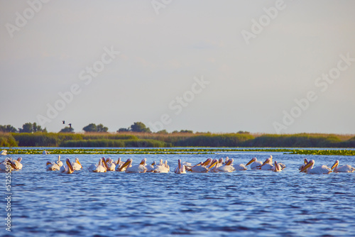 Images with pelicans from the natural environment, Danube Delta Nature Reserve, Romania.