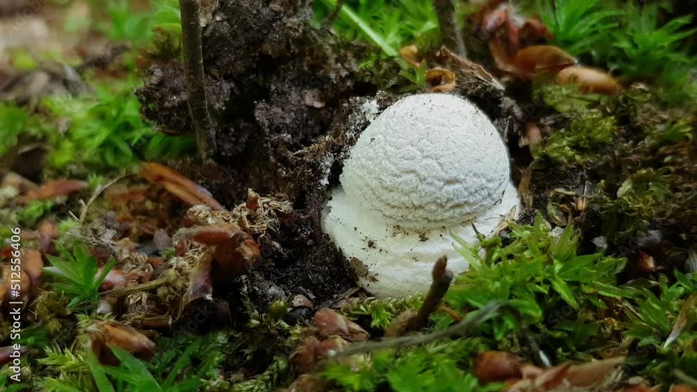 Solitary Amanita in natural ambient, young (Amanita echinocephala) - (4K) Solitary Amanita in natural ambient, young (Amanita echinocephala) - (4K)