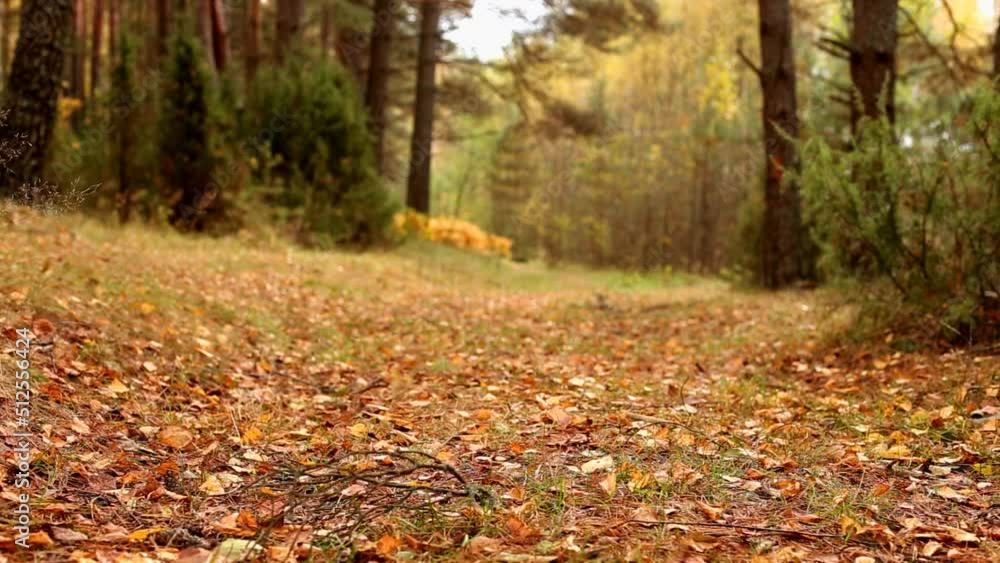 Pathway in the bright forest. Autumn falling leaves. Pathway in the bright forest. Autumn falling leaves.