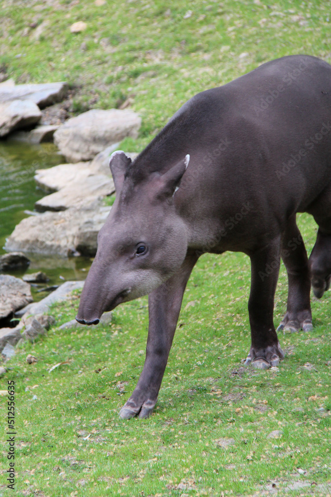 tapir in a zoo in france tapir in a zoo in france