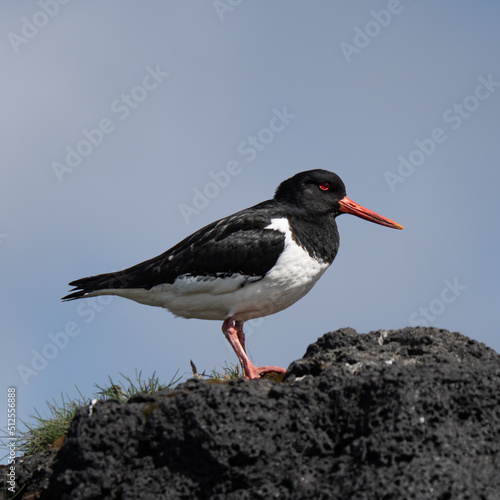 oystercatcher standing on a mound.