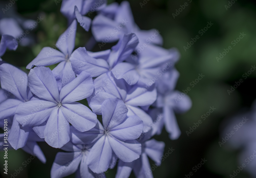 Close up Cape Leadwort flower Plumbago auriculata Close up Cape Leadwort flower Plumbago auriculata