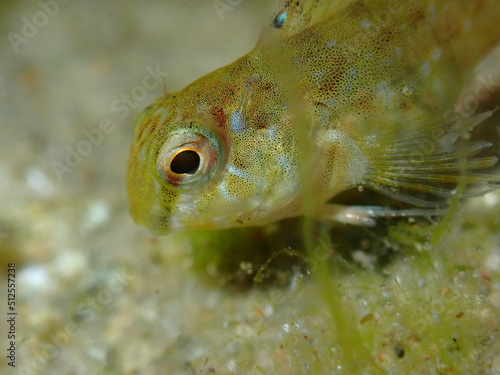 Rusty blenny (Parablennius sanguinolentus) underwater photo in Mediterranean Sea, Spain photo