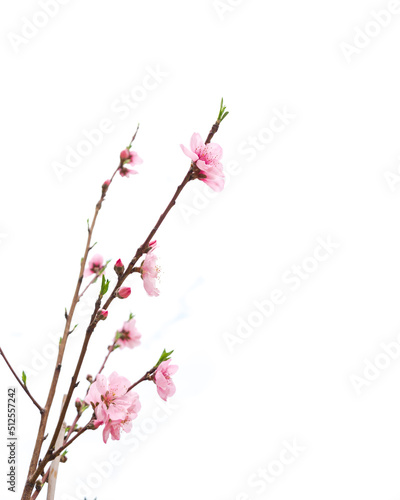 Homegrown blooming peach flowers at house front yard isolated on white background in North Texas, America