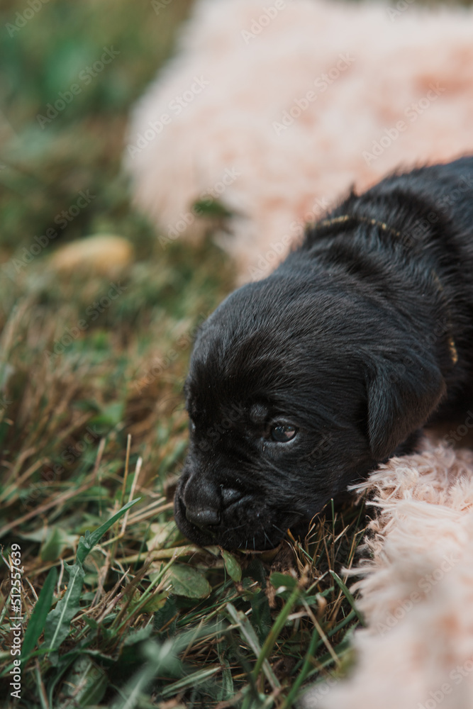 a black Labrador puppy 3 weeks old a black Labrador puppy 3 weeks old