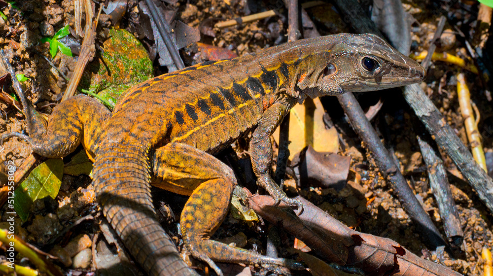 Obraz premium Rainbow Ameiva, Barred Whiptail, Ameiva undulata, Lizard, Corcovado National Park, Osa Conservation Area, Osa Peninsula, Costa Rica, Central America, America