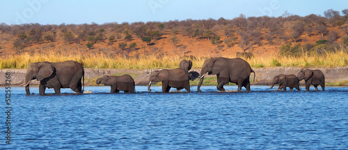 Canvas Print Elephant, Loxodonta africana, Chobe River, Chobe National Park, Botswana, Africa