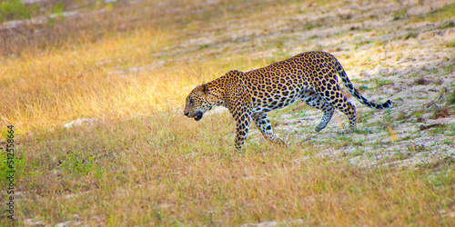 Sri Lankan Leopard, Kotiya, Chiruththai, Pantera pardus kotiya, Wilpattu National Park, Sri Lanka, Asia photo