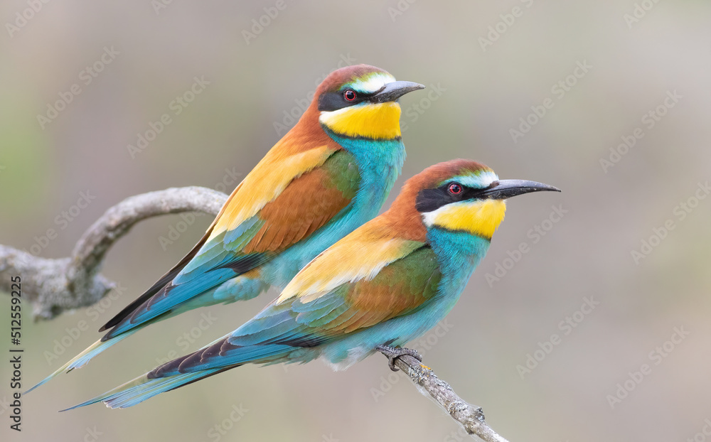 European bee-eater, Merops apiaster. A male and a female sit side by side on a branch. Close-up of the birds European bee-eater, Merops apiaster. A male and a female sit side by side on a branch. Close-up of the birds