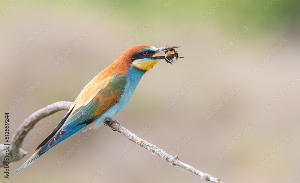 Obraz premium European bee-eater, Merops apiaster. A bird holds its prey in its beak