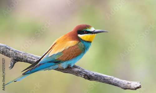 European bee-eater, Merops apiaster. A bird sits on a branch against a beautiful blurred background