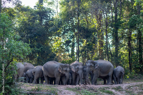 elephants  © Supoj