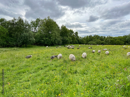 Sheep in the field - Helgeland, Northern Norway- Europe	