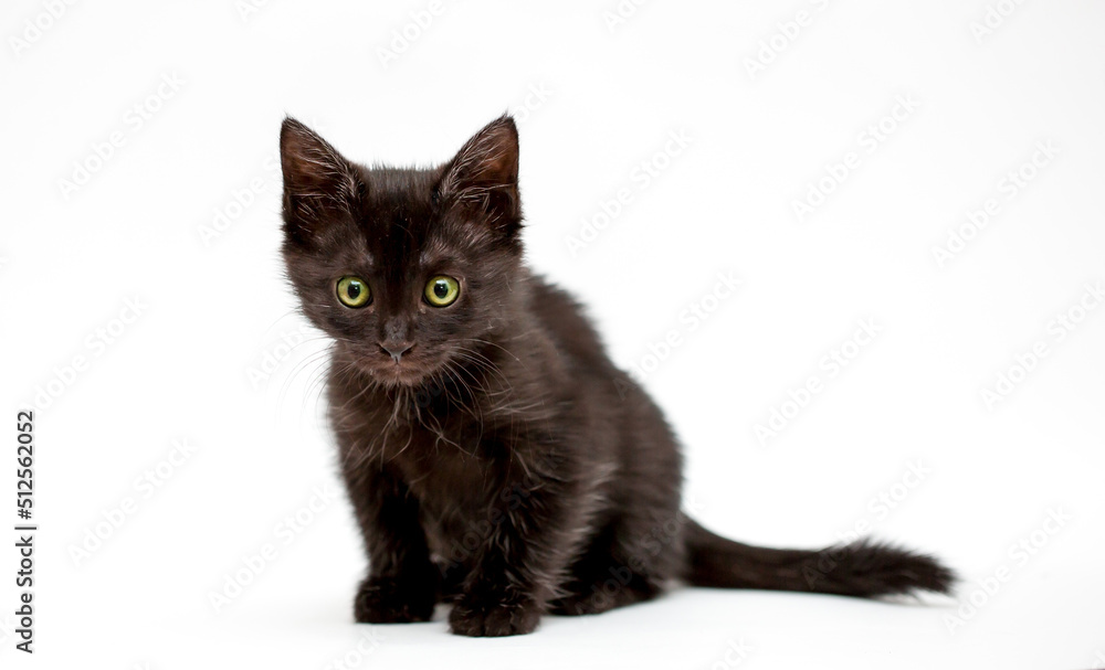 A kitten on a white background looks away. Black cat isolated. Pet