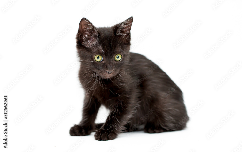 A kitten on a white background looks away. Black cat isolated. Pet A kitten on a white background looks away. Black cat isolated. Pet