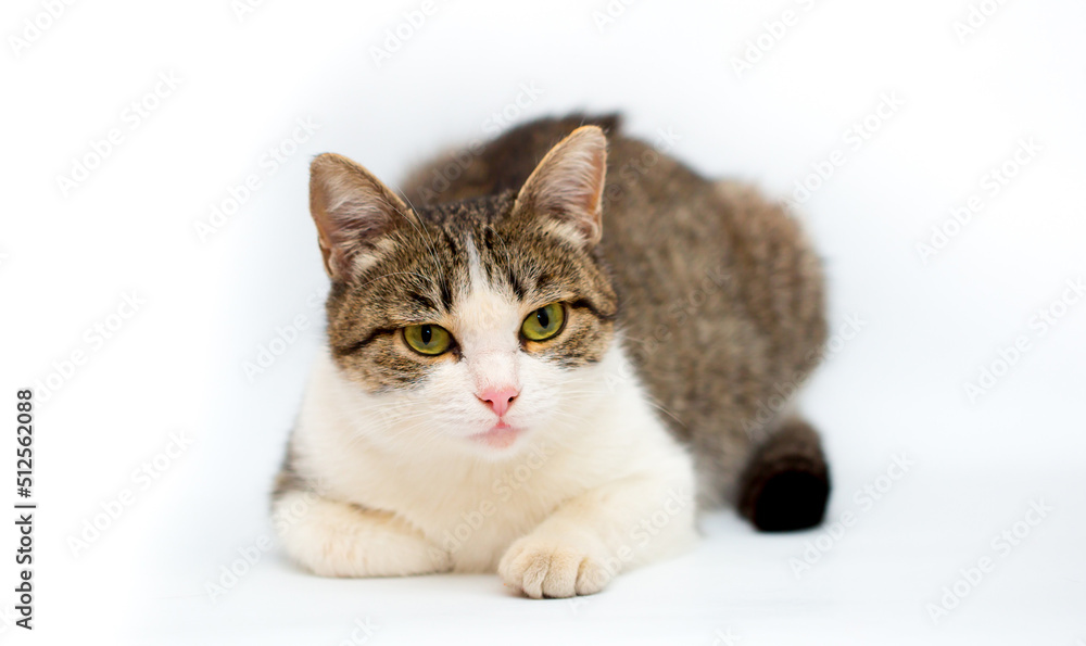 A cat on a white background looks away. Black cat isolated. Pet