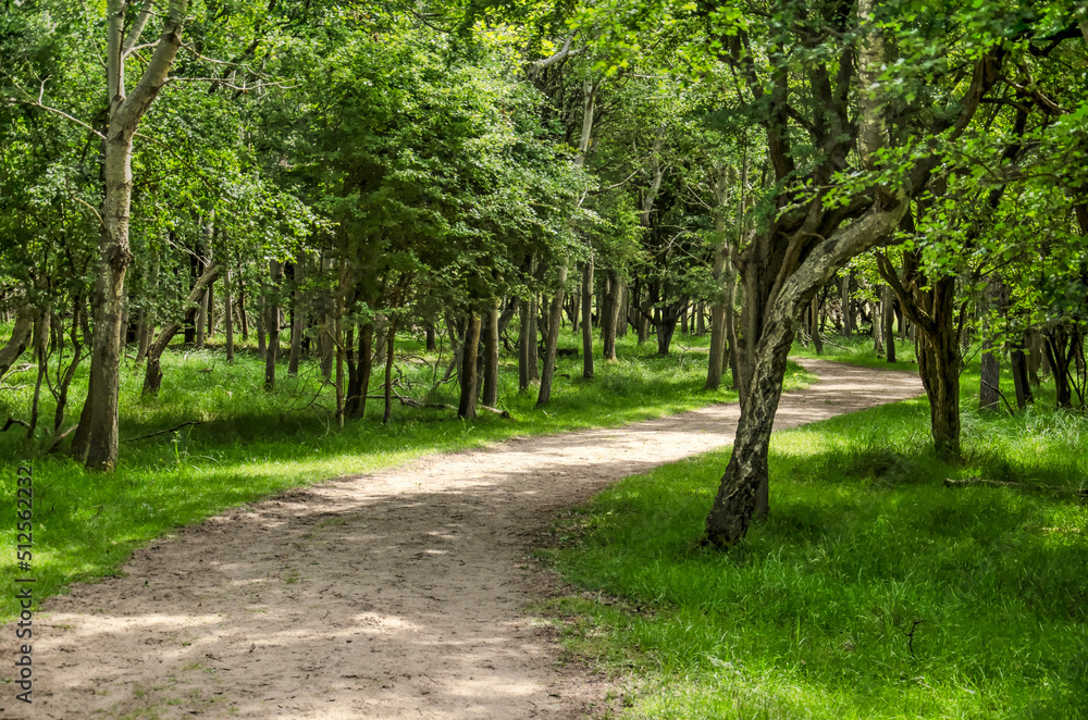 Meandering sand path though a forest with low trees, in the dunes between Zandvoort and Noordwijk in the Netherlands Meandering sand path though a forest with low trees, in the dunes between Zandvoort and Noordwijk in the Netherlands