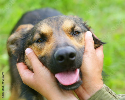  big brown dog with hanging tongue portrait close up portrait with human hands on green grass background