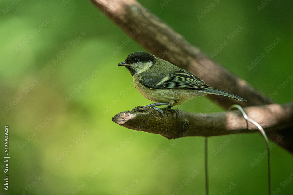 Great tit