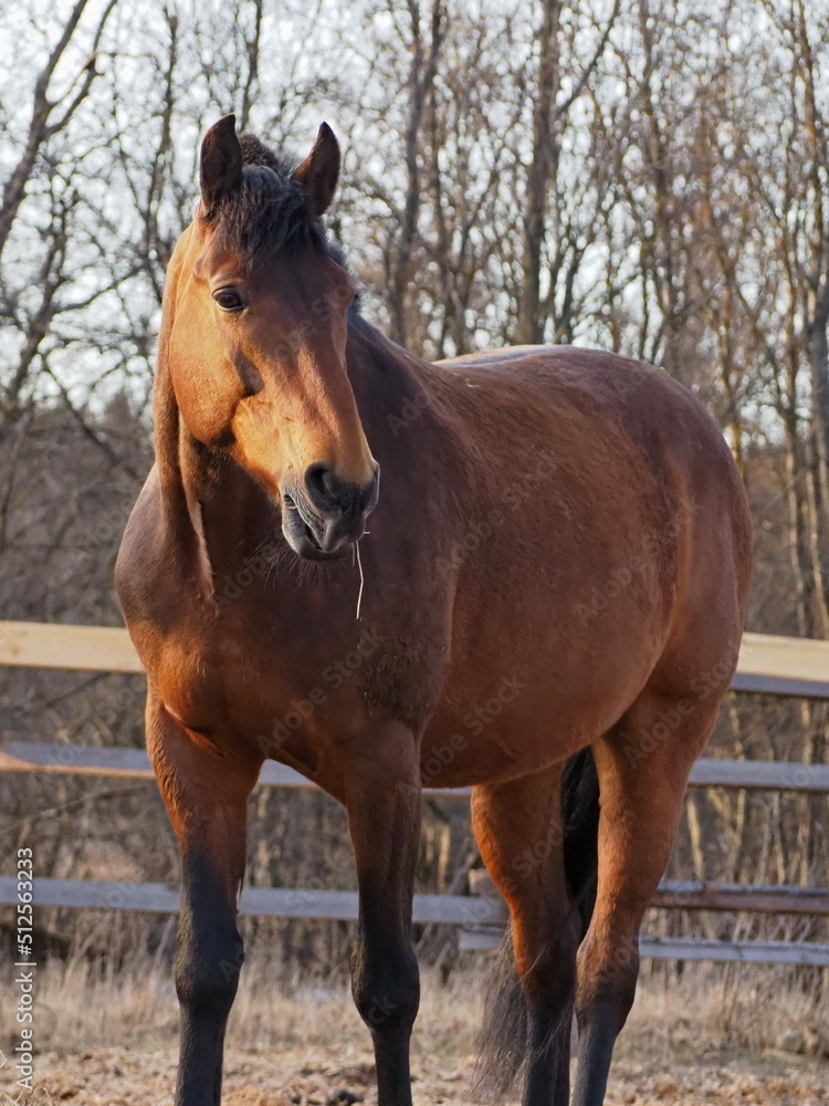 Rural landscape and animals. Portrait of an adult brown horse. Leningrad region, Russia. Rural landscape and animals. Portrait of an adult brown horse. Leningrad region, Russia.