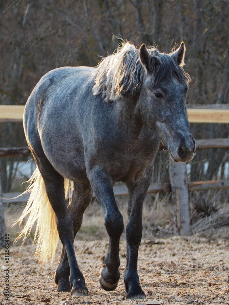 Rural landscape and animals. Portrait of an adult horse of gray color. Leningrad Region, Russia. Rural landscape and animals. Portrait of an adult horse of gray color. Leningrad Region, Russia.