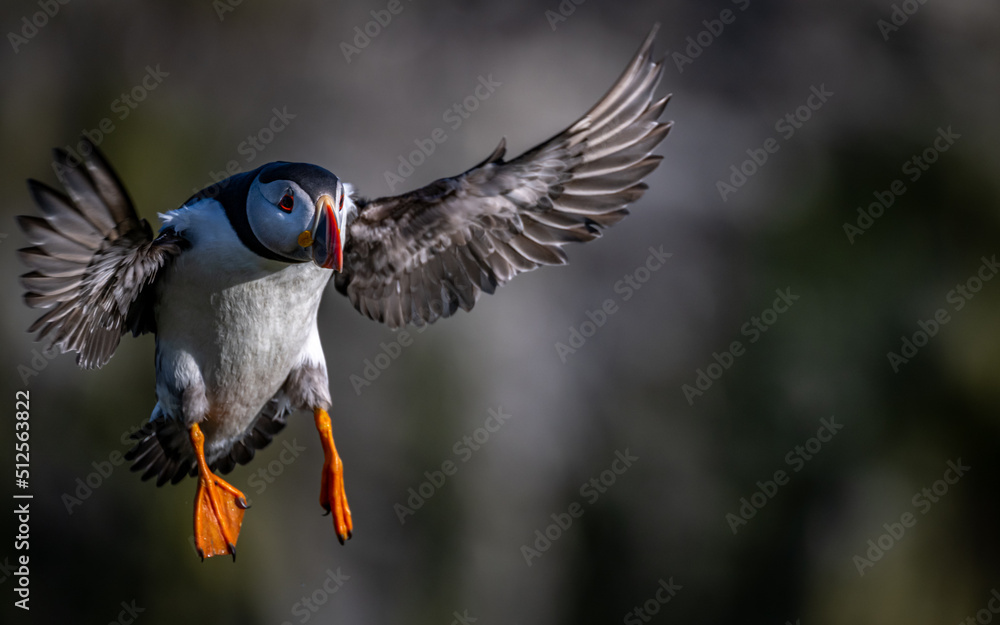 Fototapeta premium Puffin coming in for landing