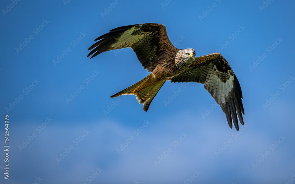 Fototapeta premium Red kite in flight