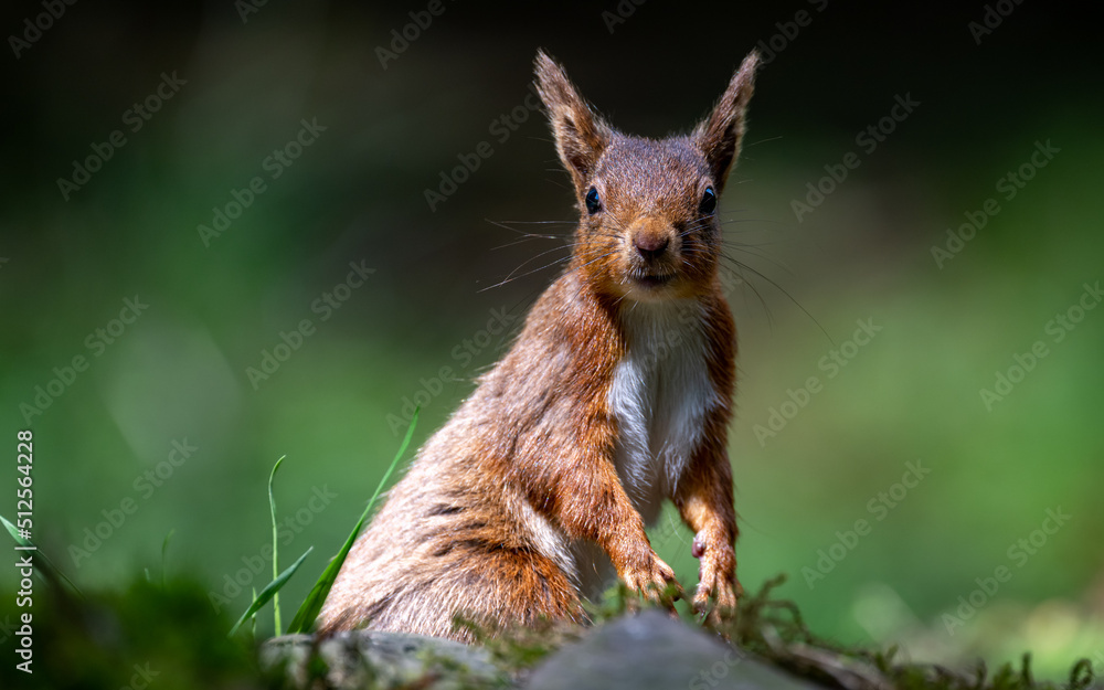 Red squirrel portrait Red squirrel portrait