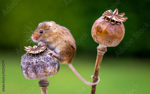 Harvest mouse on a plant photo