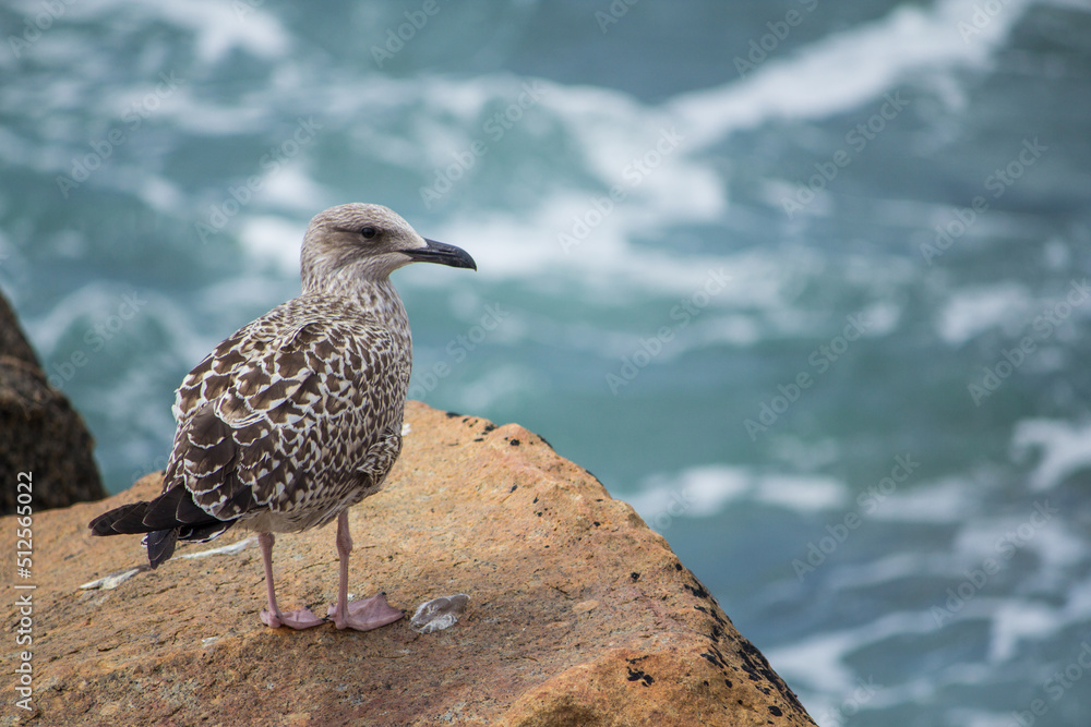 Obraz premium Gaivota