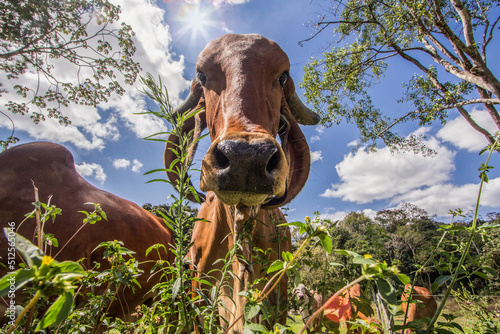 Vaca © Regis Capibaribe