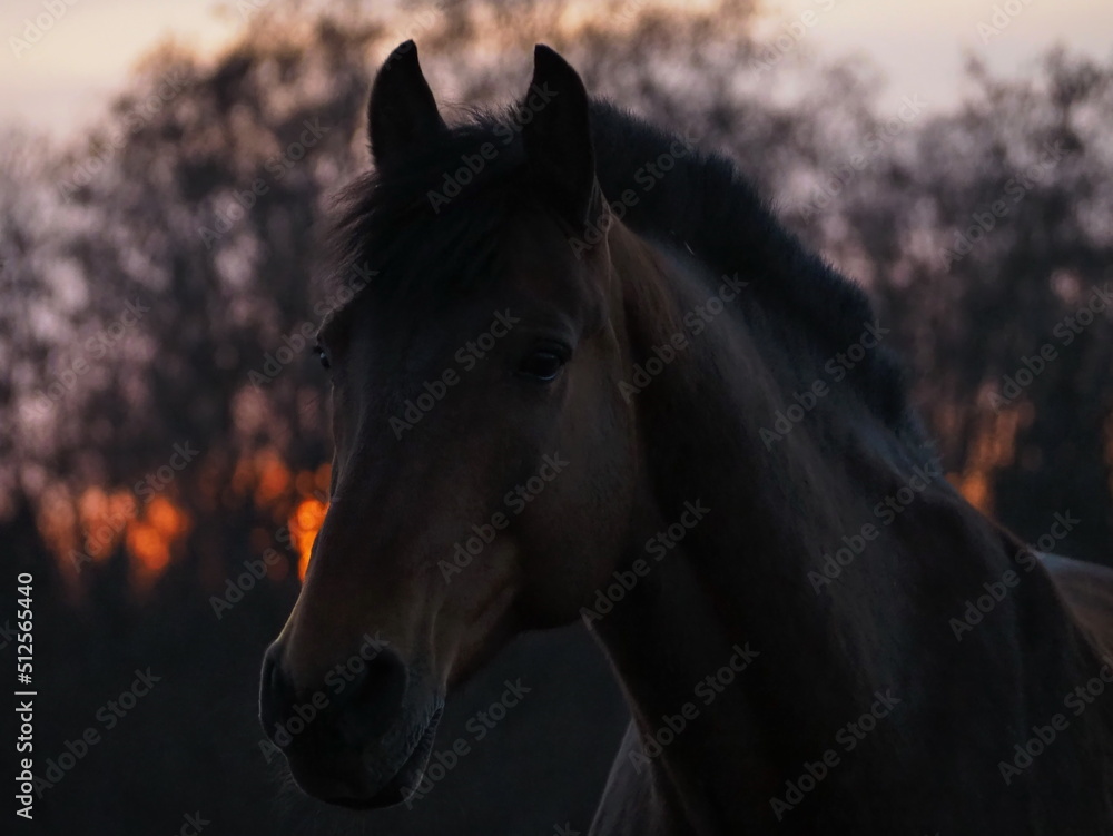 Rural landscape and animals. Close-up portrait of a dark-colored horse against the backdrop of a beautiful sunset. Leningrad region, Russia. Rural landscape and animals. Close-up portrait of a dark-colored horse against the backdrop of a beautiful sunset. Leningrad region, Russia.