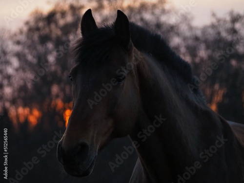 Rural landscape and animals. Close-up portrait of a dark-colored horse against the backdrop of a beautiful sunset. Leningrad region, Russia. © Alexey_Ivanov