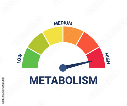High metabolism level on measuring scale, instrument scale with arrow. Control health, care and determine on tachometer, speedometer, indicator, gauge. Infographic counter. Vector illustration
