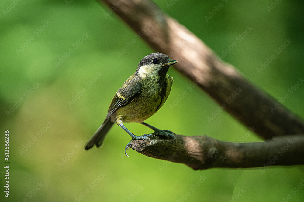 Obraz premium Great Tit