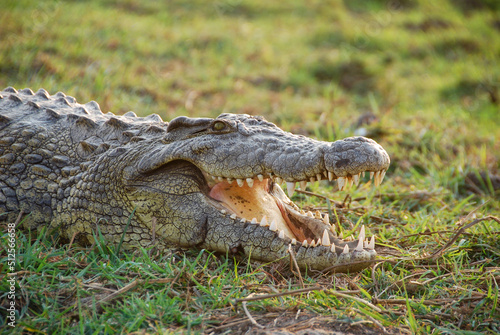 Crocodile relaxing on the river banks of Chobe River in Botswana