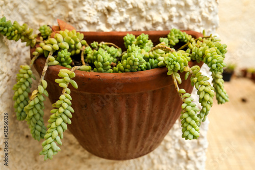 Potted Sedum Morganianum succulent plant on the wall