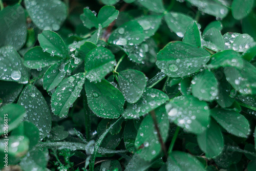 Drops of water on fresh green clover leaves. Grass after the rain. Selective focus